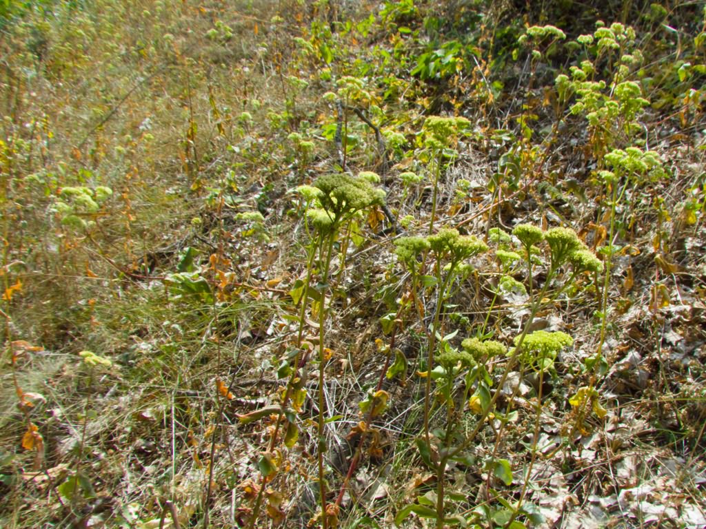 Hylotelephium ruprechtii (Jalas)